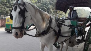 Tonga - a joy ride in Agra