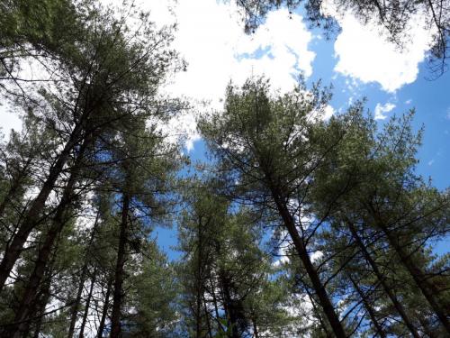 Blue skies and pine trees